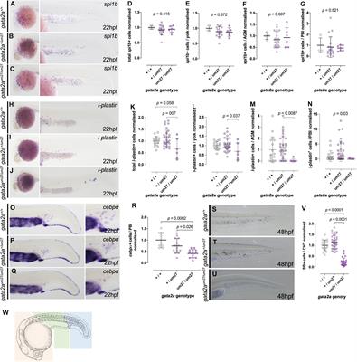 Differential Requirement of Gata2a and Gata2b for Primitive and Definitive Myeloid Development in Zebrafish